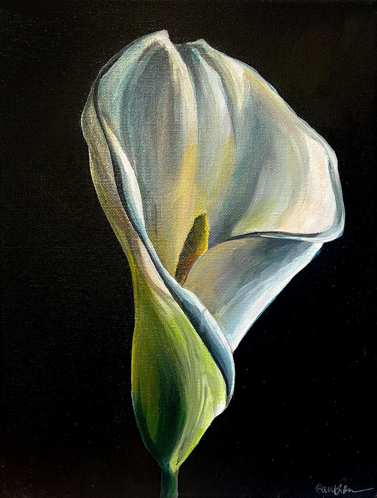 Calla in Contrast | studies & demos