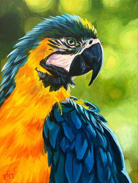 Parrot | studies & demos